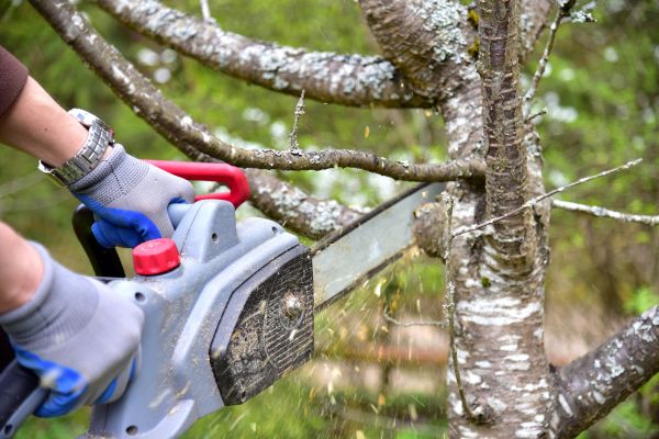Buffalo Tree Trimming