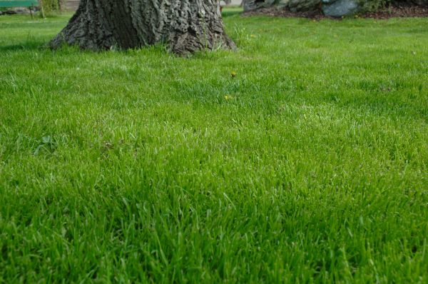 Buffalo Lawn Treatment